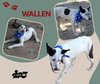 Wallen (Puppy)