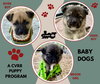 Brook - Creek - River (Puppy)