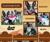 Cowpoke Pups (Puppy)