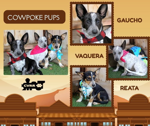 Cowpoke Pups (Puppy)