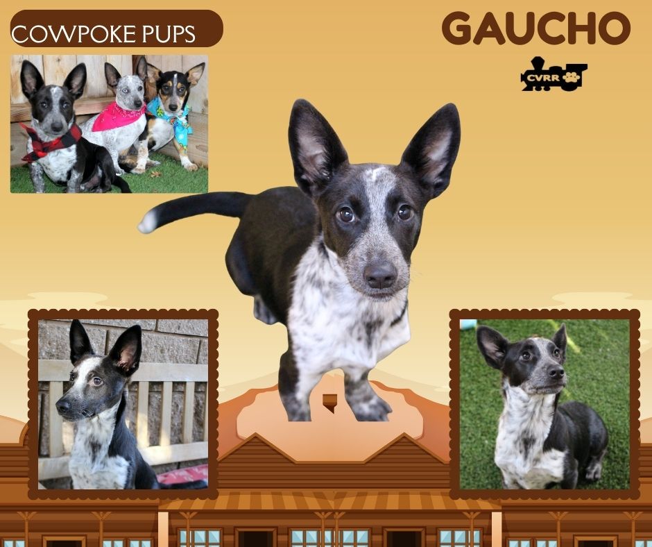 Gaucho(Puppy) Image