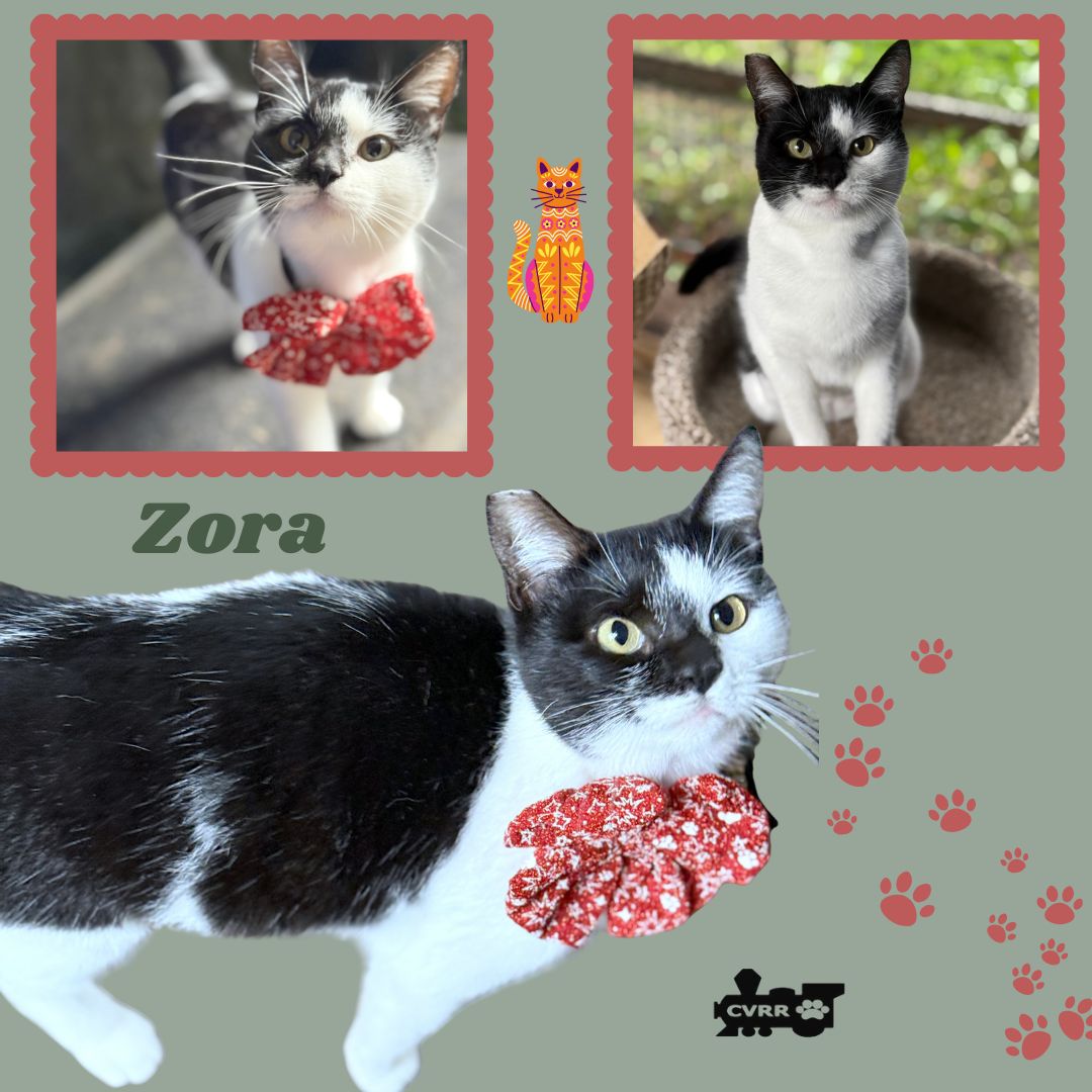 Zora (Cat) Image