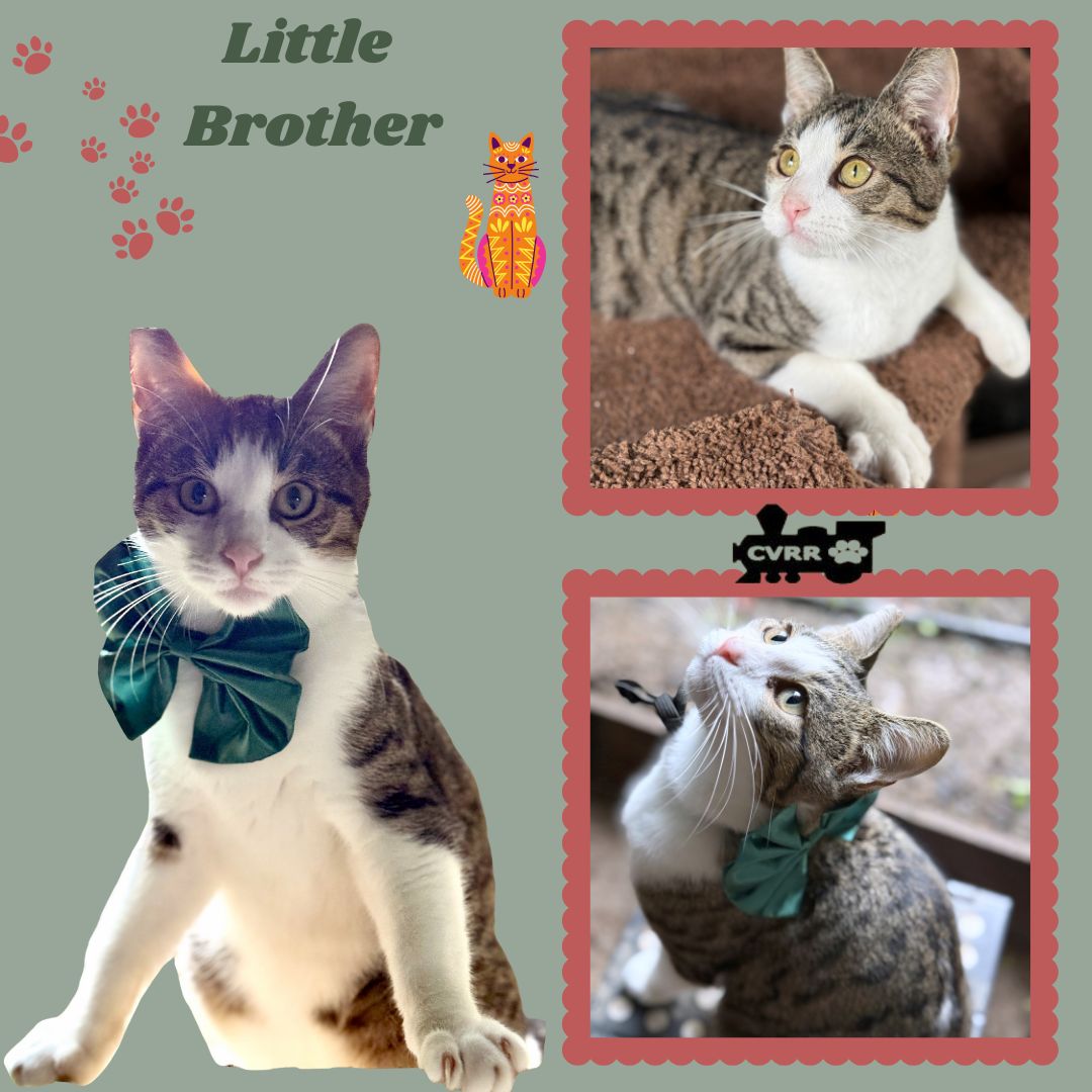 Little Brother (Cat) Image