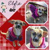 Elfie  (Puppy)