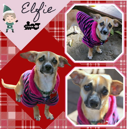 Elfie  (Puppy)