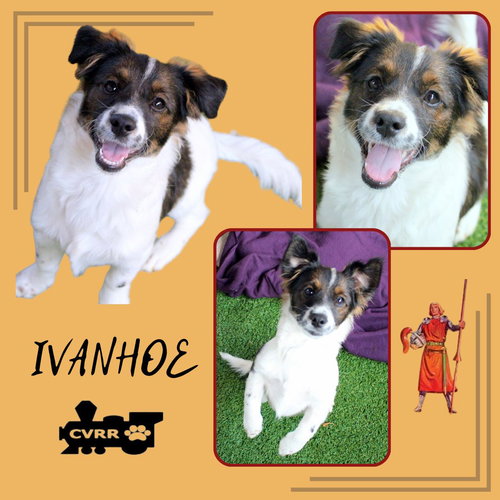 Ivanhoe (Puppy)