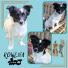 Rowena (Puppy)