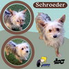 Schroeder (Ritzy)