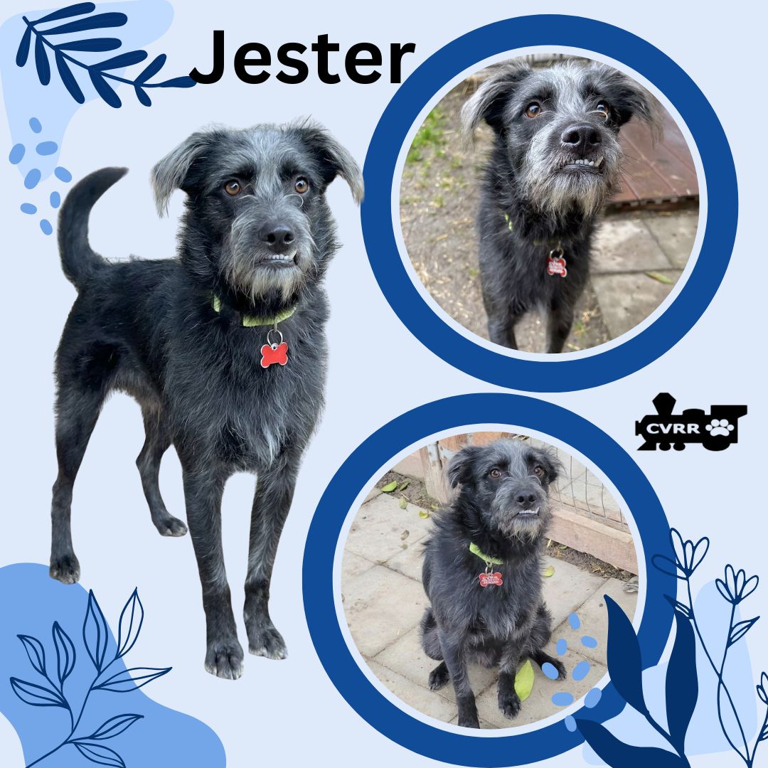 Jester Image