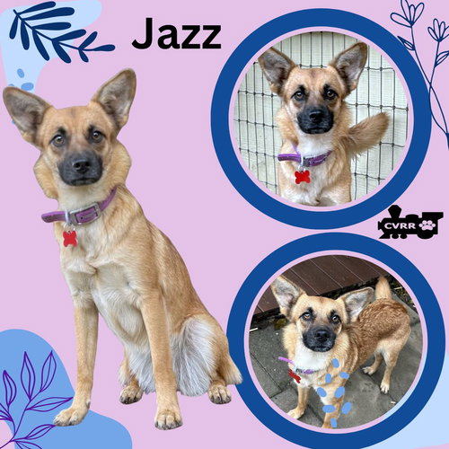 Jazz