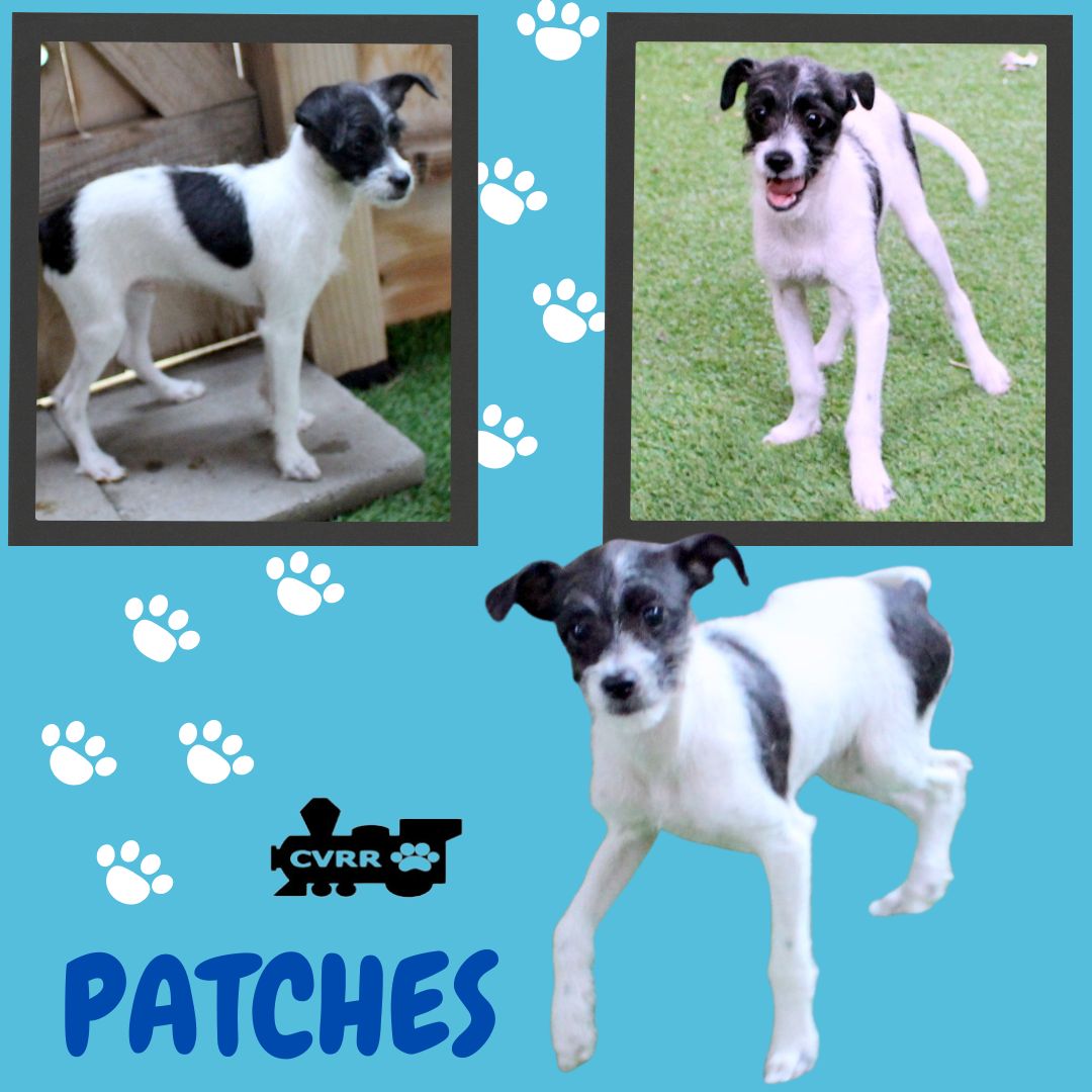 Patches (Puppy) Image