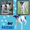 Patches (Puppy)