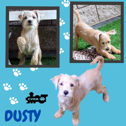 Dusty (Puppy)
