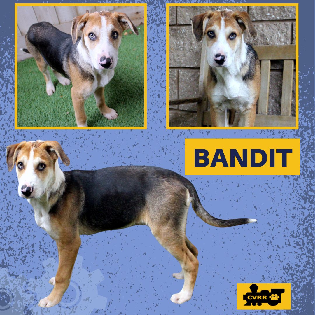 Bandit (Puppy) Image