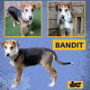 Bandit (Puppy)