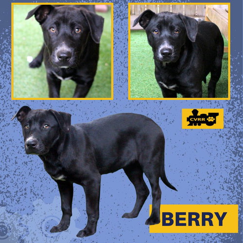 Berry (Puppy)