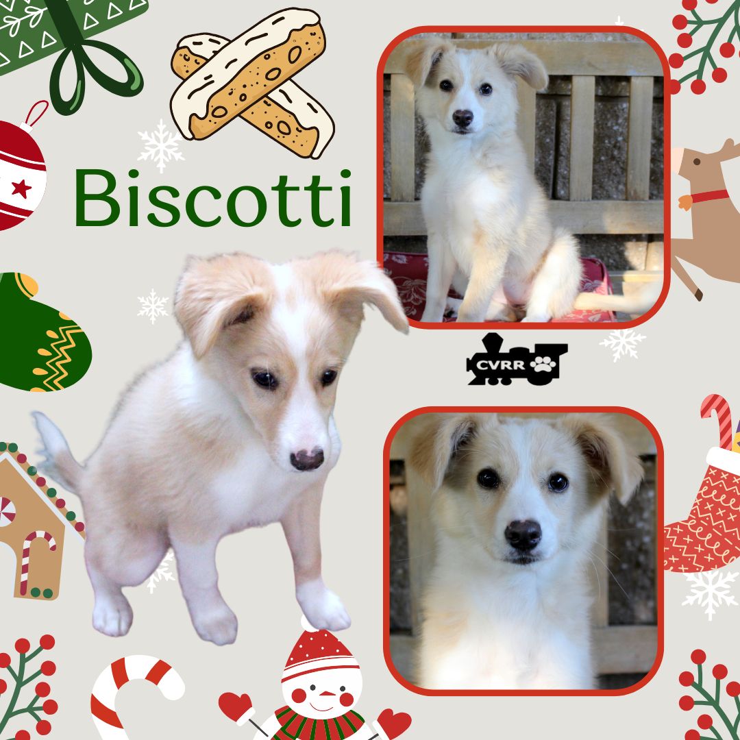 Biscotti (Puppy) Image