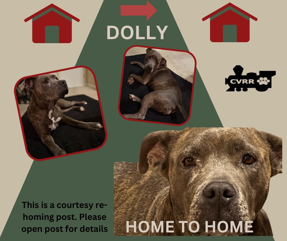 *Dolly* HOME TO HOME Image