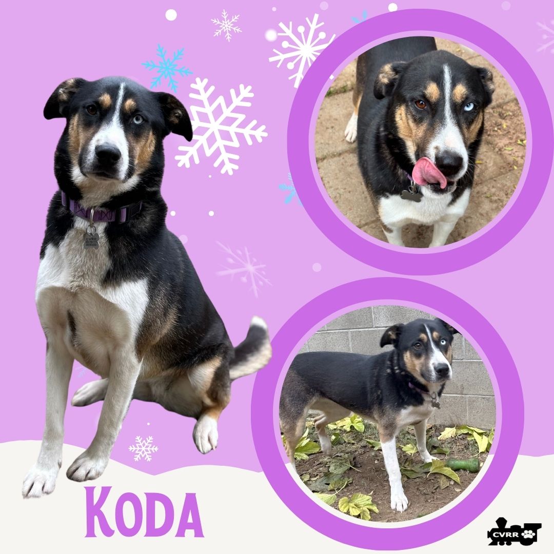 Koda Image