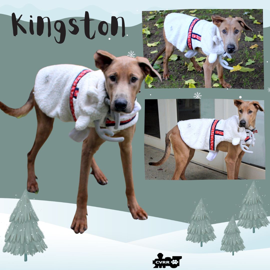 Kingston Image