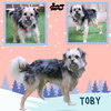 Toby