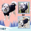 Toby