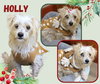 Holly