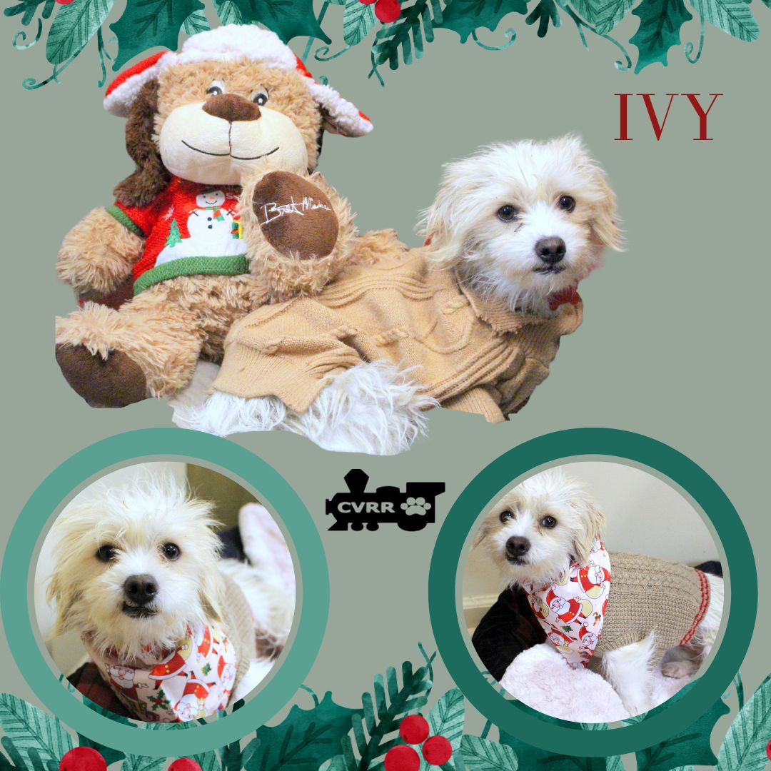 Ivy Image