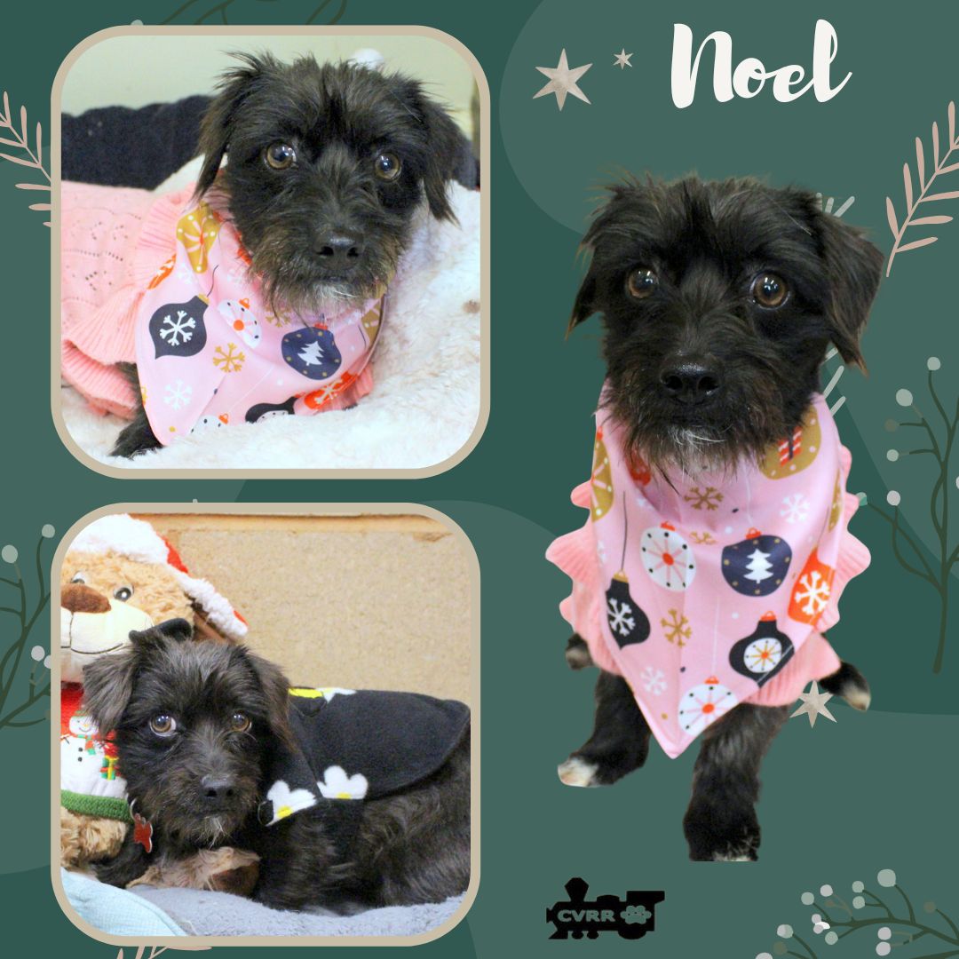Noel Image
