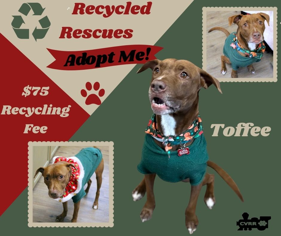 Toffee (Recycle) Image