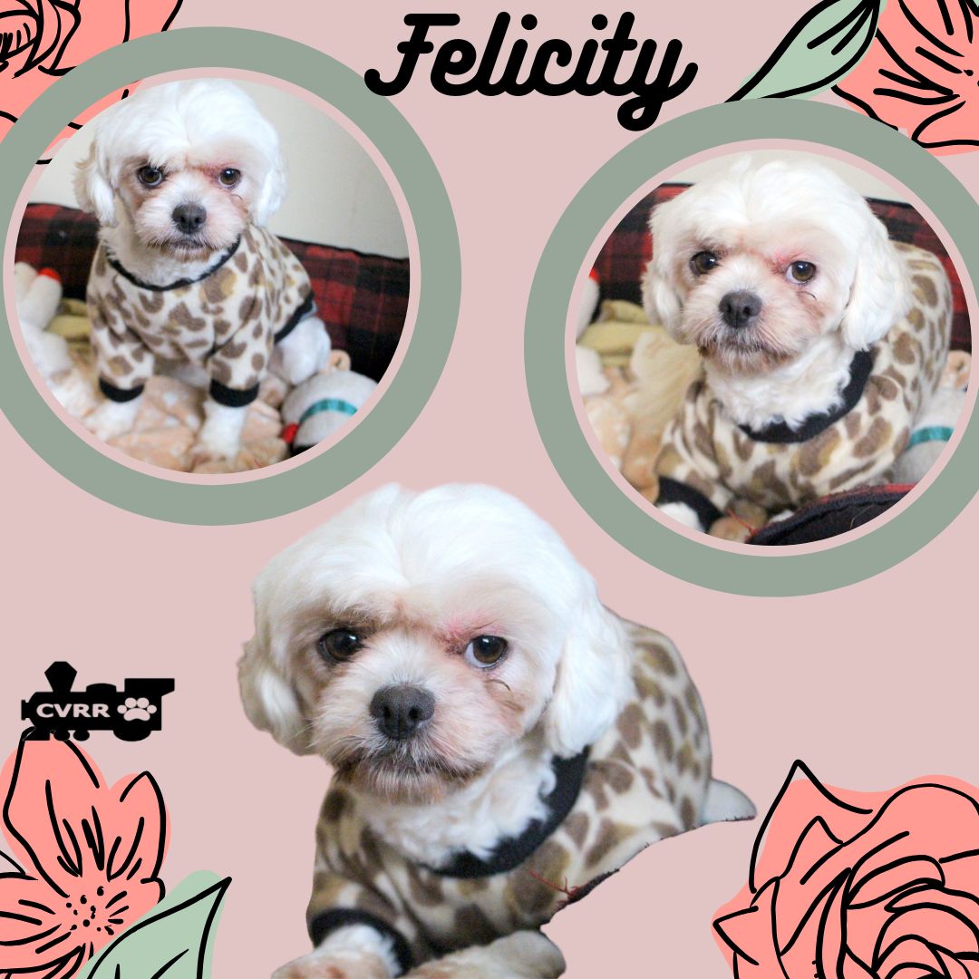 Felicity Image