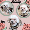 Felicity