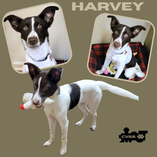 Harvey