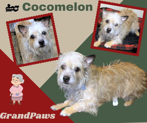 Cocomelon (Grandpaws)