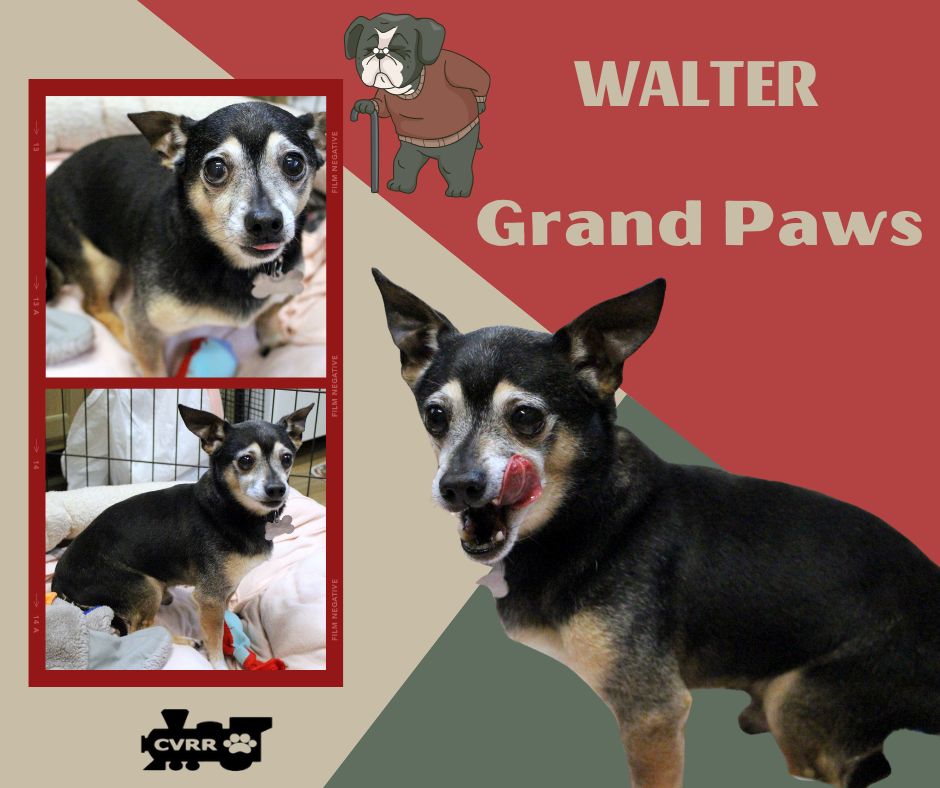 Walter (Grandpaws) Image