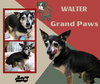 Walter (Grandpaws)