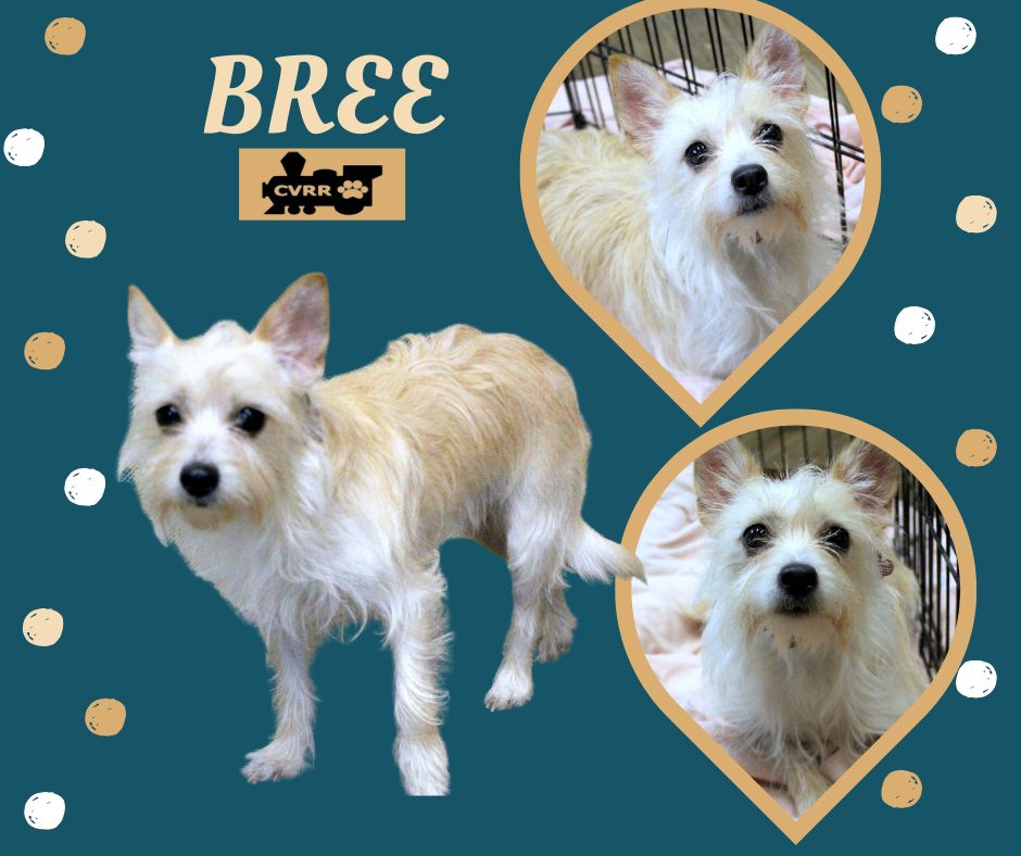 Bree Image