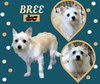 Bree