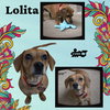 Lolita