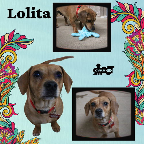 Lolita