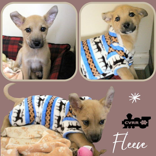 Fleece (Puppy)