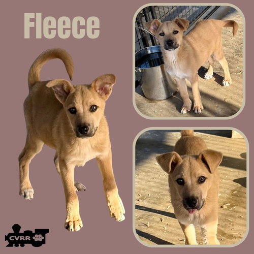 Fleece (Puppy)