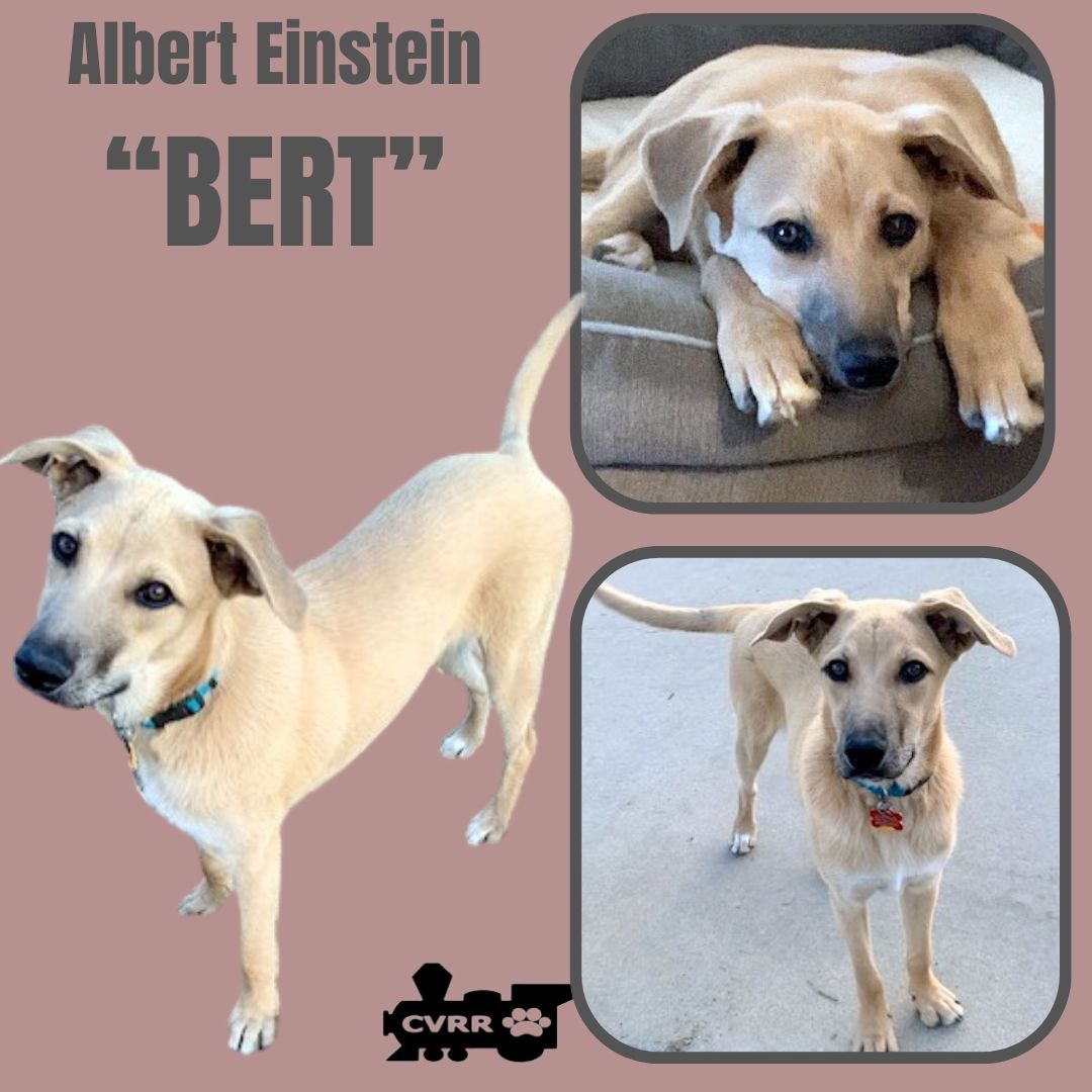 Bert Image