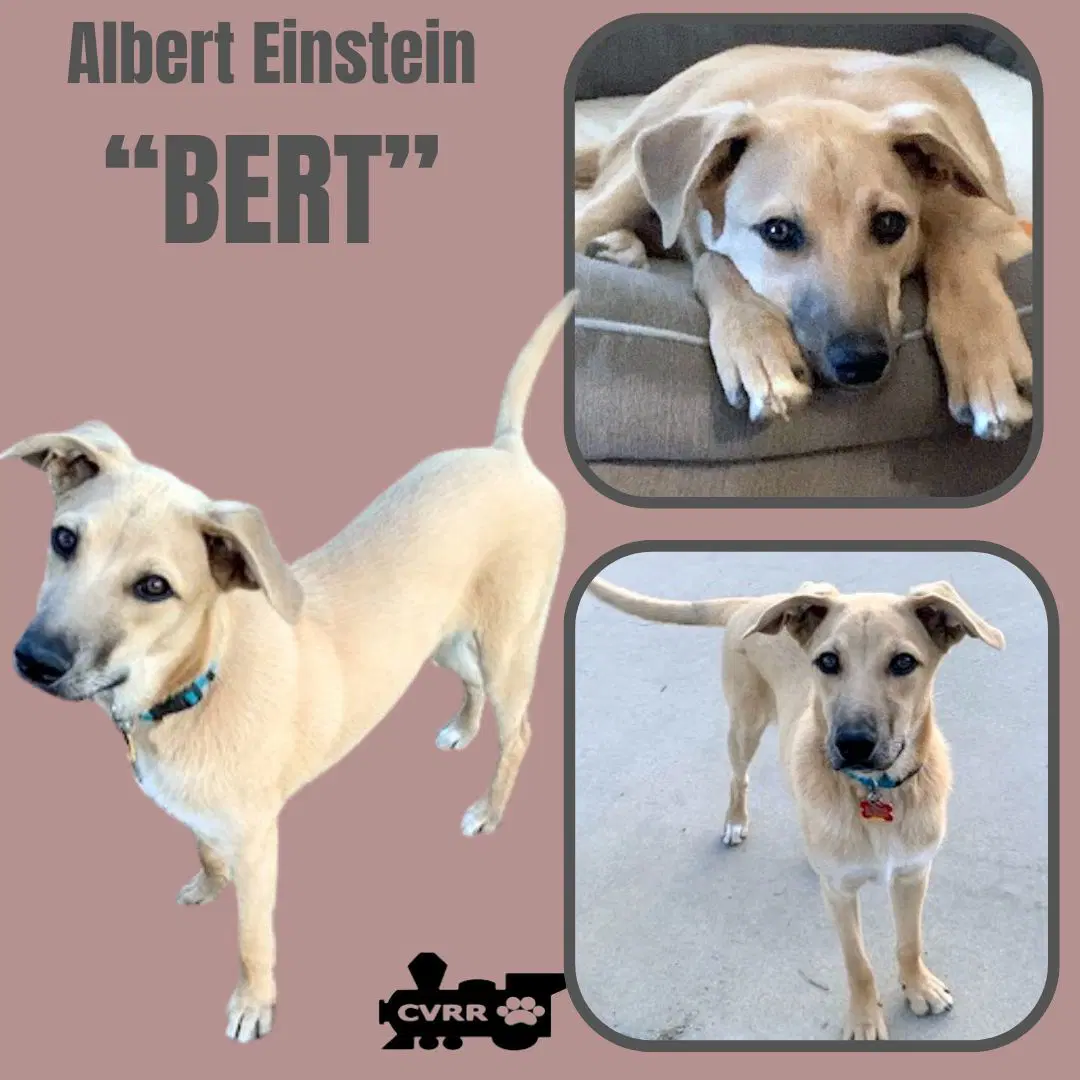 Bert - Australian Shepherd