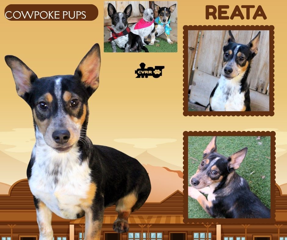 Reata (Puppy) Image