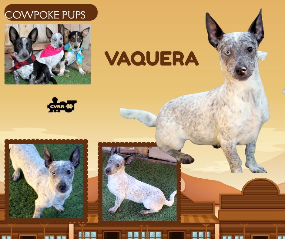 Vaquera (Puppy) Image
