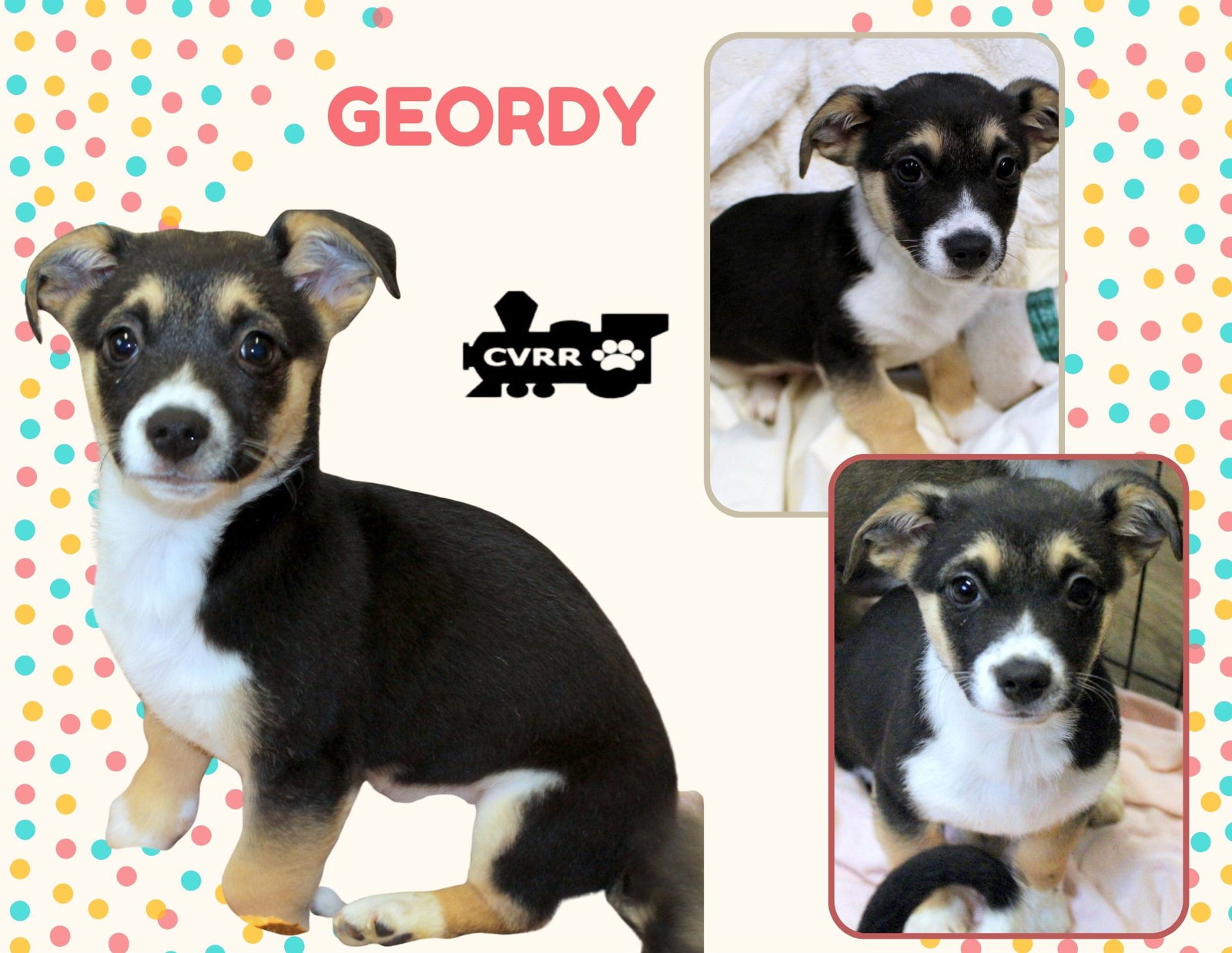 Geordy (Puppy) Image