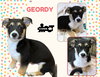 Geordy (Puppy)
