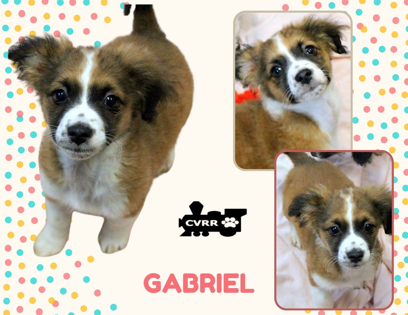 Gabriel (Puppy) Image