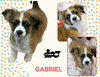Gabriel (Puppy)
